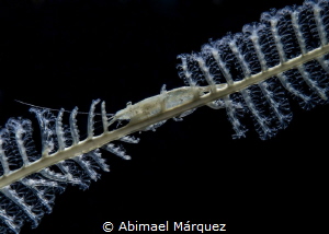 Wire Coral Shrimp, Backlighting 2. by Abimael Márquez 
